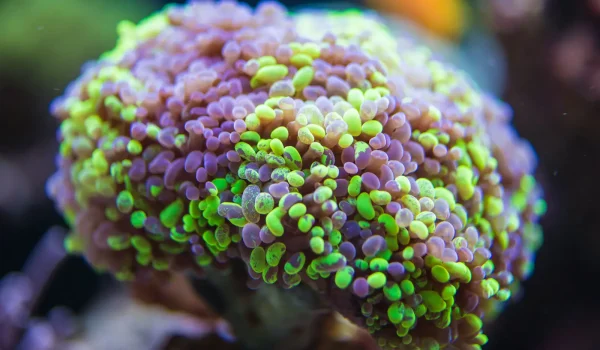 coral11